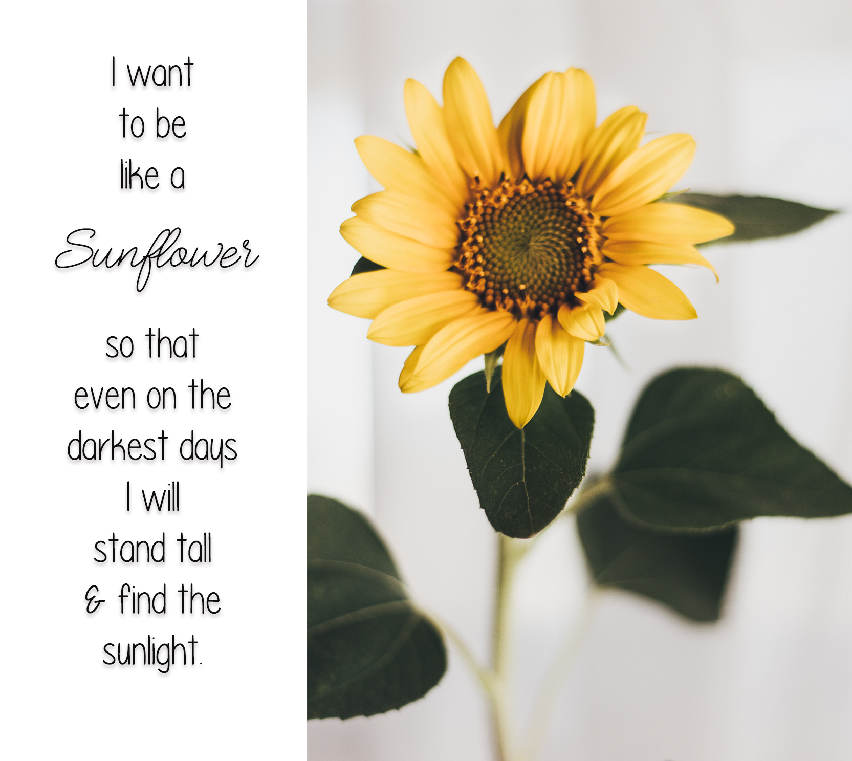Sunflower Quote with Sunflower
